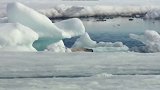 动物世界：北极熊破冰而出的捕猎瞬间