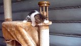 调皮的小奶猫上线，这萌萌的小模样，看起来真可爱！