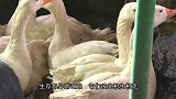 动物界霸凌事件！一只海鸥硬逼着同伴把已经吞进肚里的鱼给吐出来