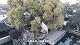 冬雨里的拙政园你见过吗？这种江南小景才是最有诗意的