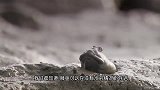 为了躲避天敌，这种鱼花了3亿年才爬上岸，结果却被端上了餐桌