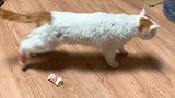 猫：这玩意儿不配穿在朕的jiojio上，甩开！