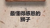狮子尚能记得十年前的恩情，人呢？