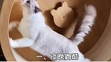 猫咪的这些迷惑行为原来都是它们的本能