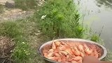 男子给狗投喂虾