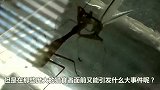 螳螂大战蜥蜴，蜥蜴却毫无招架之力，直接被螳螂吃掉！