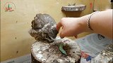 小猫头鹰第一次看到毛毛虫，吓的不敢动