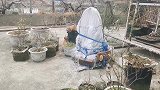边牧旁观：“胖橘”为猫薄荷放弃尊严，花坛打滚猛吸