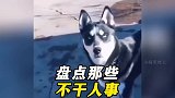 盘点那些不干人事的人类，我不是真的人，但你绝对是狗！