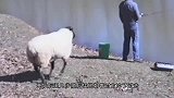喜欢打架的山羊碰上喜欢打架的袋鼠，它们之间会发生什么