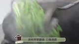 炒芹菜时多做这1步，芹菜脆爽肉鲜嫩，还健康