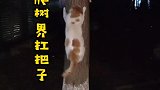 小猫咪爬树界扛把子