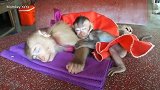 大猴子抱着小猴子睡觉，场面好暧心