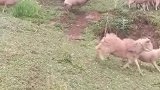 羊群朝山上奔跑，丢什么不能丢饭碗啊！
