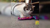猫咪一直压着自己的零食，不让被人碰，也是个护食的猫！