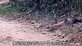 第一次见黄鼠狼捕食猴子，有预谋，有策划~