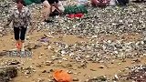 海边人的快乐！台风过后，退潮的海滩上出现了大量海鲜