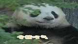 熊猫：叹气，最近好累，我想缓缓
