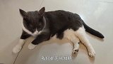五四青年节后就是立夏，夏天来了，记得给你家猫咪驱虫