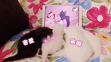 趁猫妈不在，偷偷看会儿动画片。