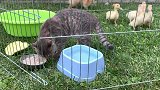 猫咪跑到小鸭子的地盘上抢饭吃，小鸭子很害怕，挤在角落嘎嘎里叫
