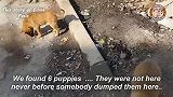 六只没妈的小流浪狗，在垃圾堆里找吃的，看见有人喂食狗狗好开心