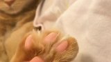 捏猫咪肉垫的时候，猫爽的爪子会自动张开