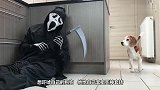 主人穿上鳄鱼套装吓唬狗狗，把狗狗吓得一个激灵，镜头记录全过程