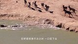 斑马死里逃生，躲过水中鳄鱼夹击，不料岸上还埋伏一群狮子
