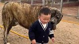 孩子父母真是无知，让儿子和这样的猛犬一起玩