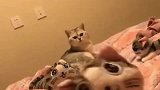 猫咪特别喜欢这个毛绒玩具，都不让主人去碰它，这一幕太逗了！
