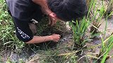 老农手扒黄鳝洞，咬人的黄鳝钻来钻去，这样抓的才过瘾