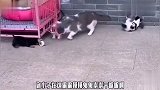 狗子冷静啊，我就是教育下孩子，场面太逗了
