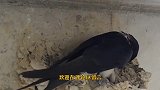 燕子搭巢预示祥瑞？专家研究后发现真相：燕子不进寒苦门