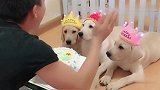 赛文的孩子一百天了，主人给它们过生日，这生日歌唱的让我笑了