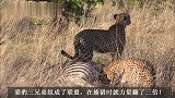 没有不可能！猎豹三兄弟合力捕获斑马，秃鹫群也跟着沾光