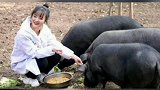 不想上班了，我要去河南找养猪女孩，我要跟他一起养猪养猪女孩