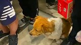 狗子真聪明,知道自己住几层楼!