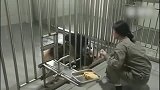 熊猫：说好的兽人永不为奴呢？大熊猫乖乖的听奶妈指挥
