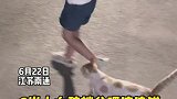 江苏南通：6岁小女孩端盆喂流浪猫，爽朗的笑声太治愈了