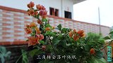 三角梅掉光叶子后，养护大“逆转”，一个月长出满树花芽