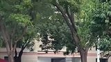 自从学校引进电动车，学生们逐渐疯狂了