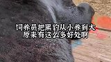 谁不想要养一只黑猫呢