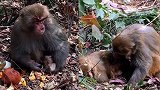桂林一景区猕猴遭残忍捕杀？景区：捕猴合法，受伤为猴群内斗所致