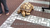 老人19年前买下一只小乌龟，今乌龟霸气陪伴老人在街头散步