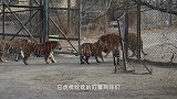 一群老虎追着汽车，男子扔出一只鸡，瞬间鸡毛满天飞