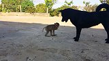 小猴子被狗狗追着咬，最后还是靠的主人，太有趣了啊！