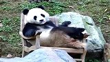 熊猫：我可是国宝不是耍杂技的！