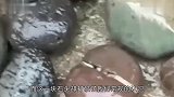 男子捡到一块石头，石头竟然长满白头发