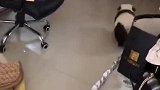 难道这就是传说中的熊猫狗